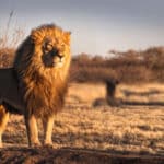 Az emberi hang ijesztőbb a vadon élő állatok számára, mint az oroszlánoké