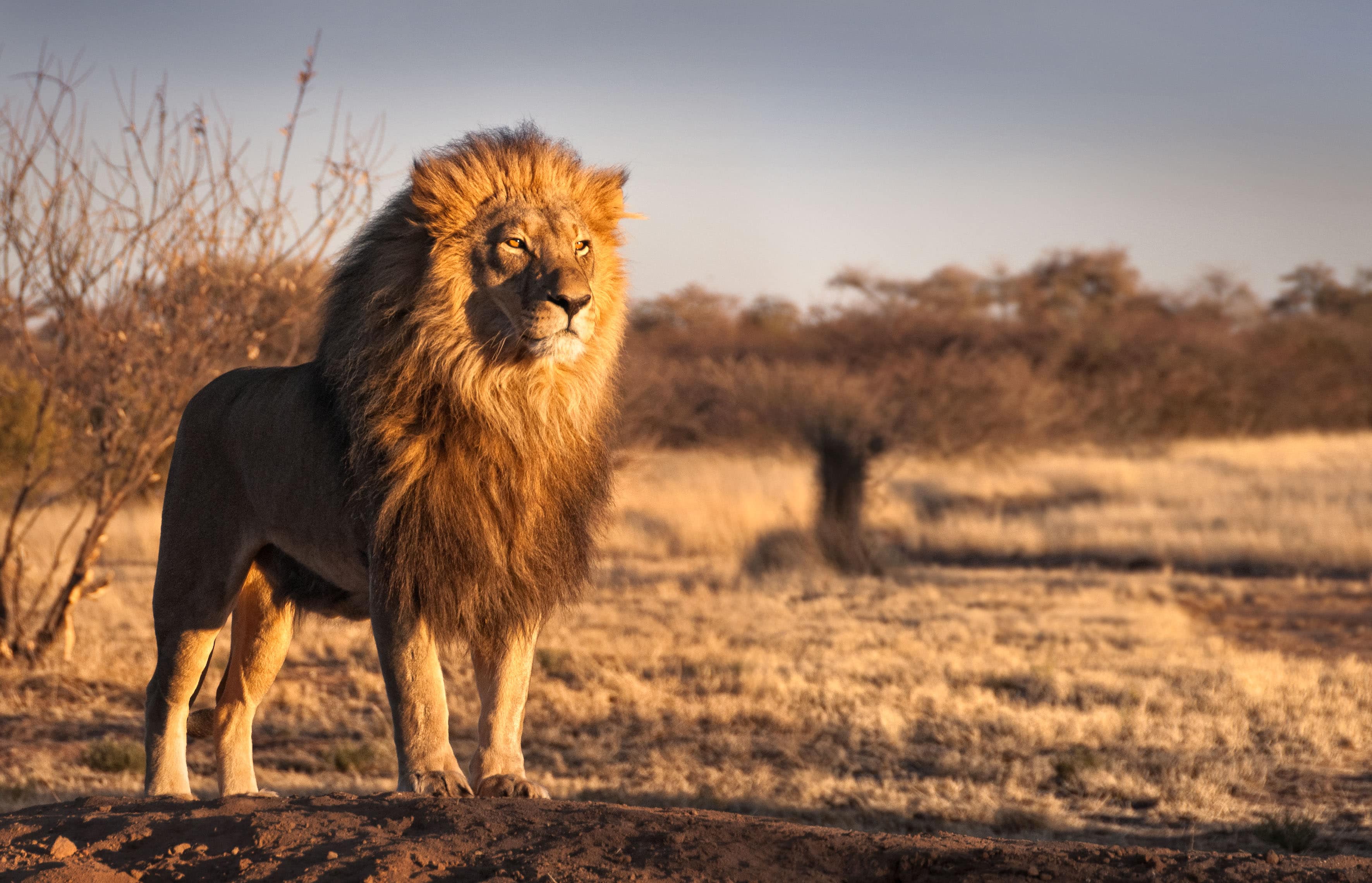 egy kutatás megállapította, hogy az emberi hang félelmetesebb a vadon élő állatok számára, mint az oroszlánóké