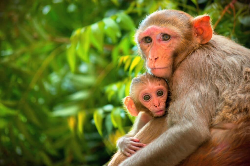 Több száz majomkoponyát foglaltak le a párizsi reptéren fél év alatt