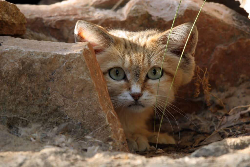 Közel 150 macskát dobtak ki a sivatagba Abu-Dzabiban