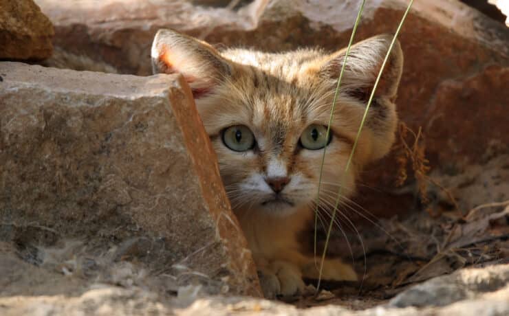 Közel 150 macskát dobtak ki a sivatagba Abu-Dzabiban