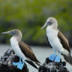 A Galápagos-szigeteken is megjelent a madárinfluenza