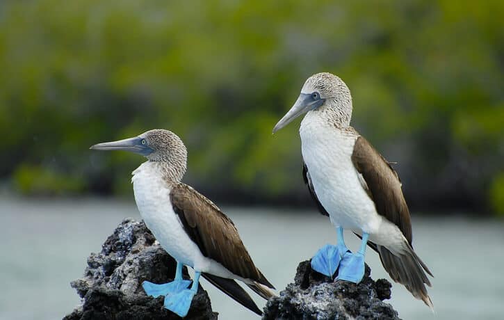 A Galápagos-szigeteken is megjelent a madárinfluenza