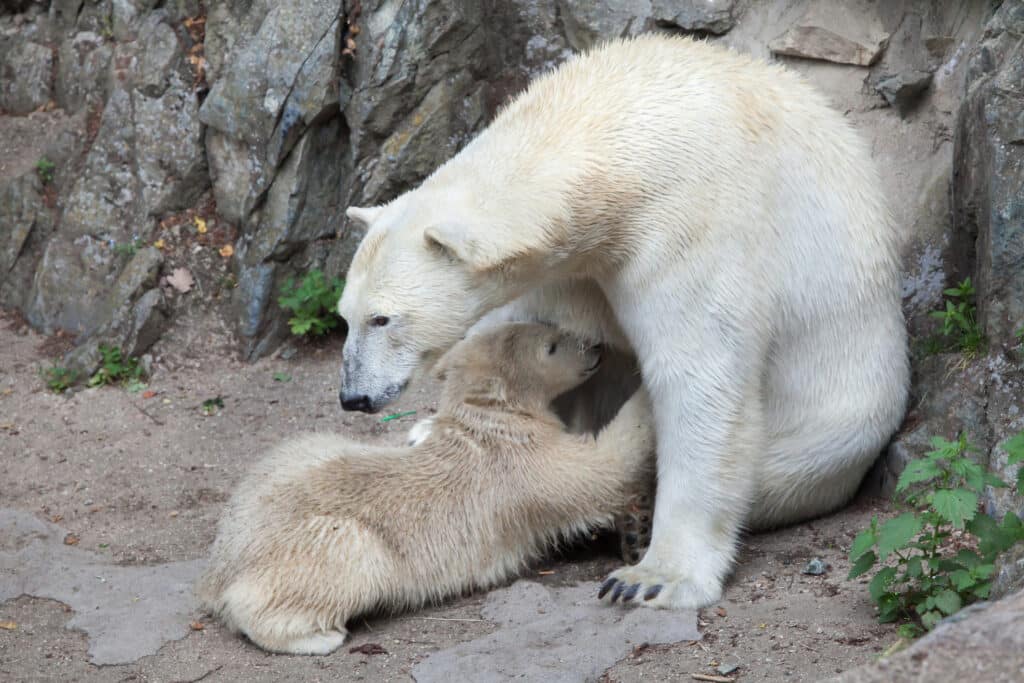 A klímaváltozás miatt nincs elég anyateje a jegesmedvéknek