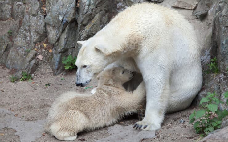 A klímaváltozás miatt nincs elég anyateje a jegesmedvéknek