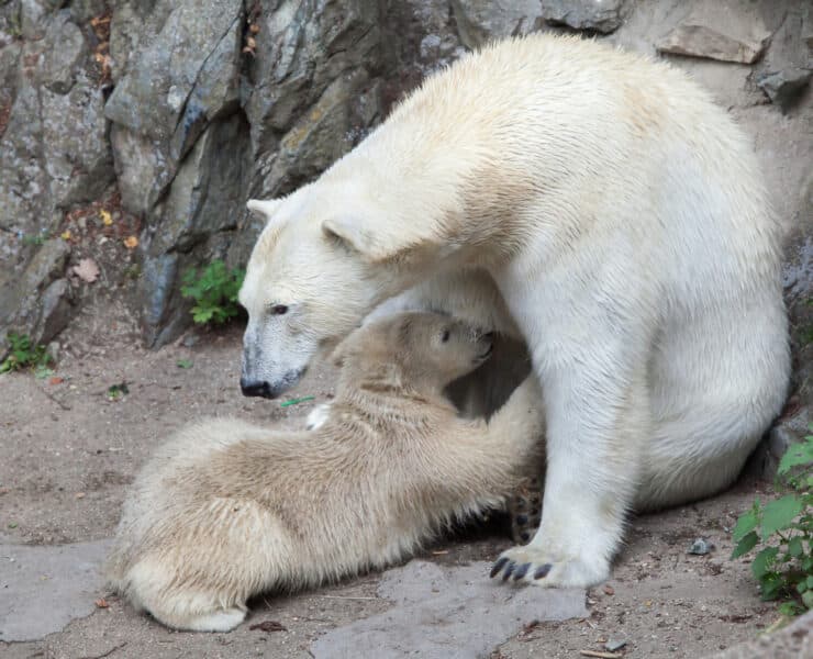 a klímaváltozás miatt nemcsak a jegesmedvék, de a kölykeik is éheznek