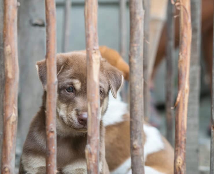élő kutyakölyköket használtak Malajziában párducok befogásáshoz