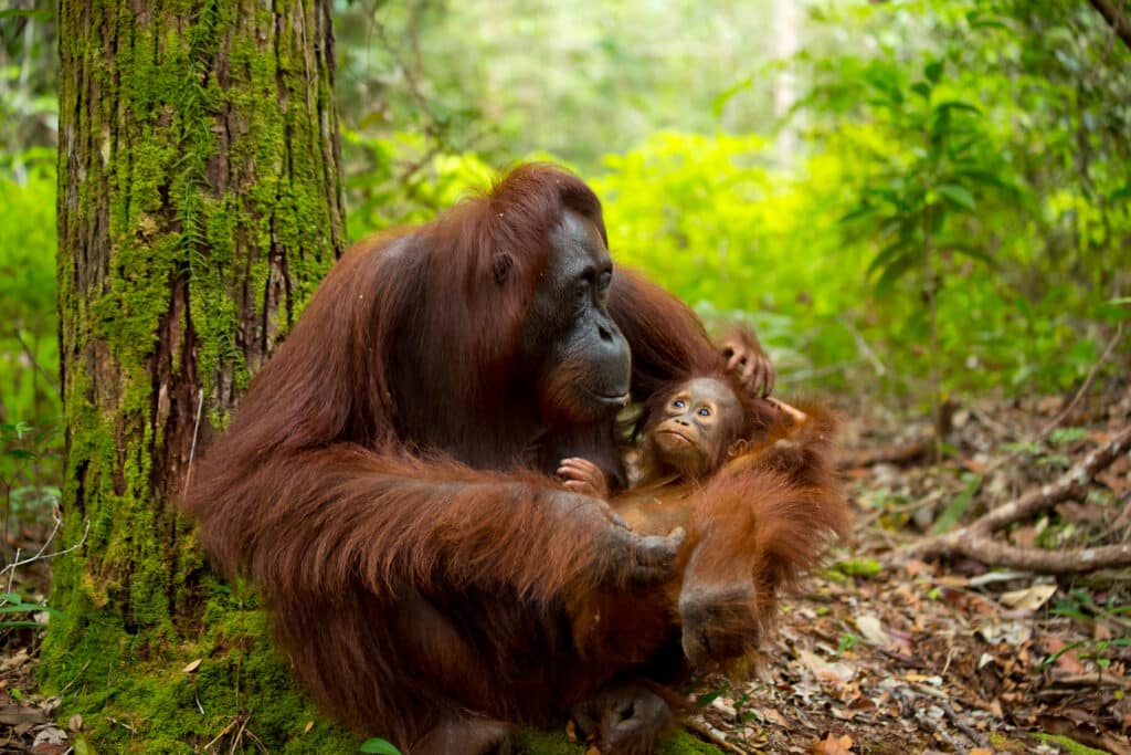 Borneóban évente több mint 2000 orangutánt ölnek meg