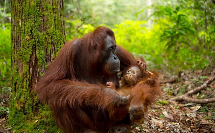 Borneóban évente több mint 2000 orangutánt ölnek meg