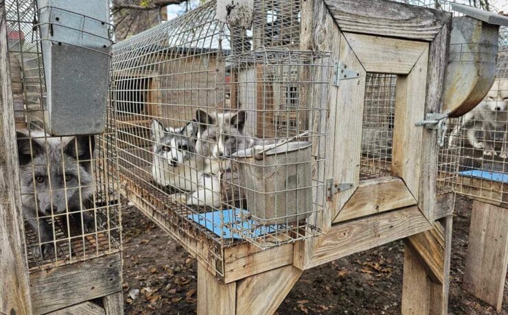 Ötszáz rókát ment meg egy szervezet a szőrmeiparból