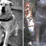 100 éve született Hacsikó, a világ leghűségesebb kutyája