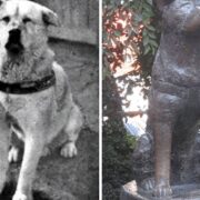 100 éve született Hacsikó a világ leghűségesebb kutyája