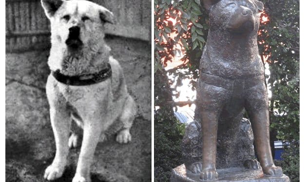100 éve született Hacsikó, a világ leghűségesebb kutyája