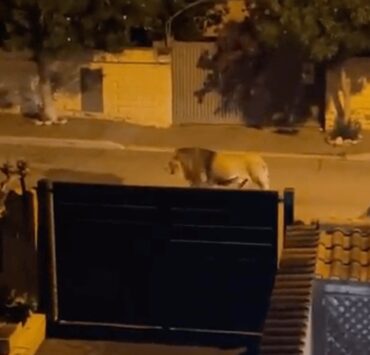 kiszabadult egy oroszlán a cirkuszból Olaszországban