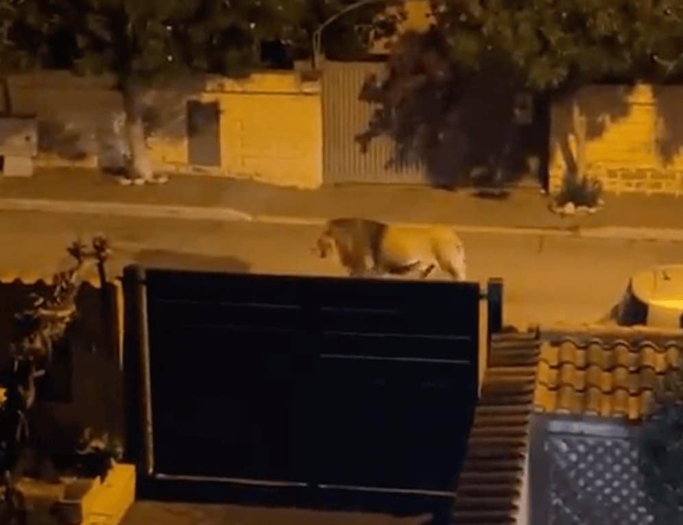 kiszabadult egy oroszlán a cirkuszból Olaszországban