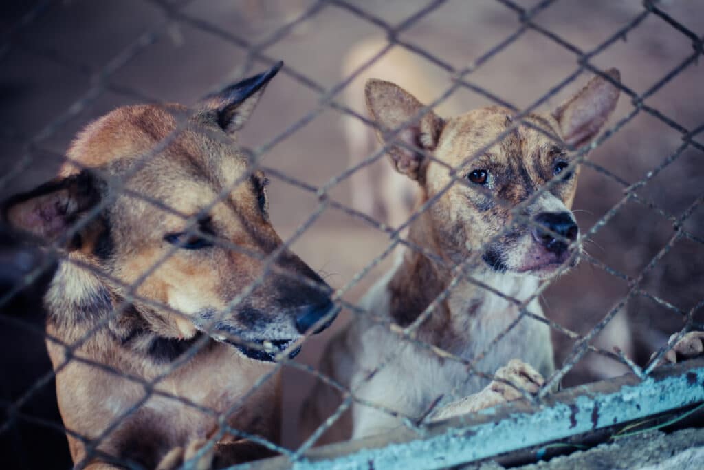 Dél-Korea a kutyahúsevést, Franciaország a lóhús forgalmazását tiltaná be