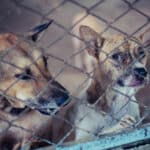 Dél-Korea a kutyahúsevést, Franciaország a lóhús forgalmazását tiltaná be