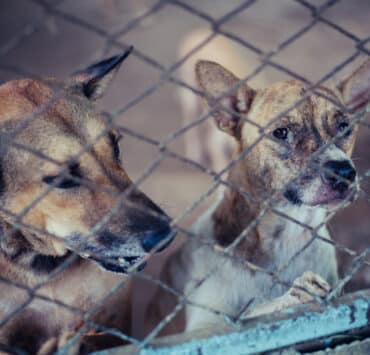 Dél-Korea betiltaná a kutyahús evést