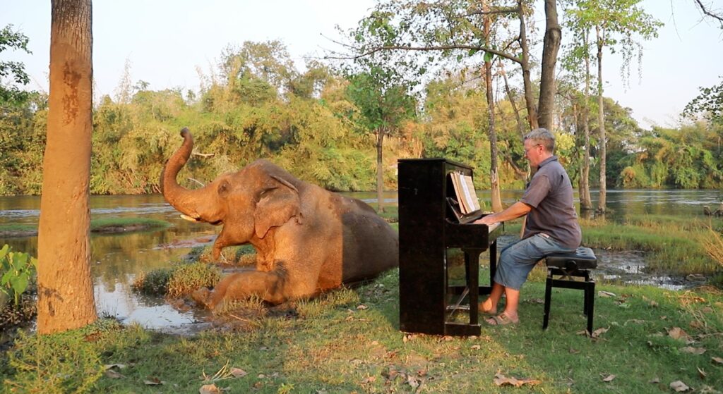 Zongorajátékkal gyógyítja a menhelyi elefántok lelkét ez a művész