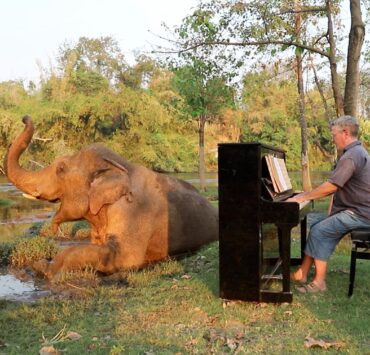 Ez a művész zongorajátékával gyógyítja a menhelyi elefántokat