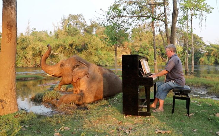 Zongorajátékkal gyógyítja a menhelyi elefántok lelkét ez a művész