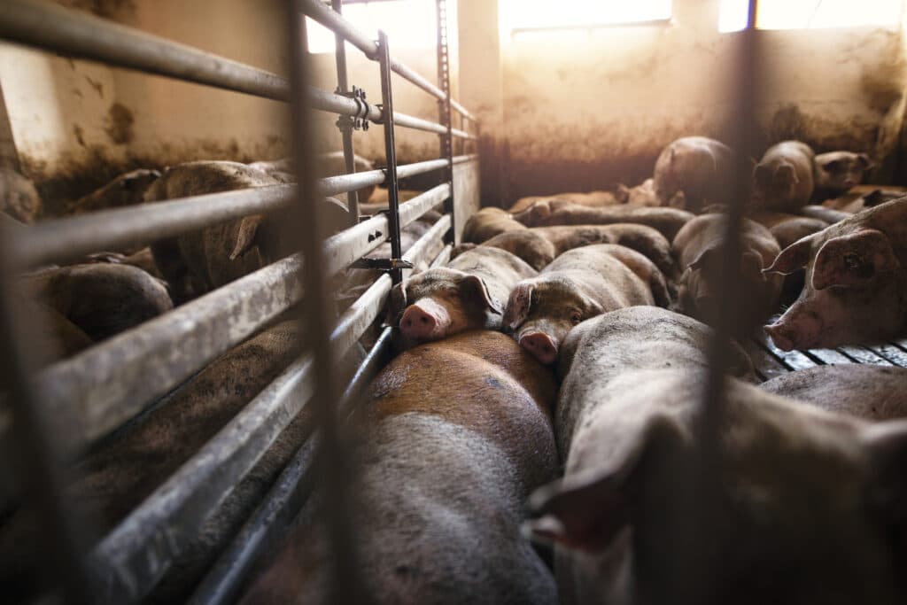 Az állattenyésztésben túlhasznált antibiotikumok nagyban veszélyeztetik az egészséget