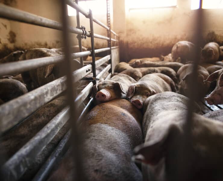 az emberi egészségre ártalmas az antibiotikum túlhasználat az állattenyésztésben