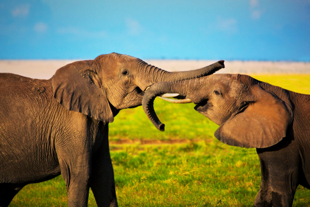 Nem csak az emberek, az elefántok is nevet adnak egymásnak