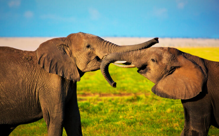 Nem csak az emberek, az elefántok is nevet adnak egymásnak
