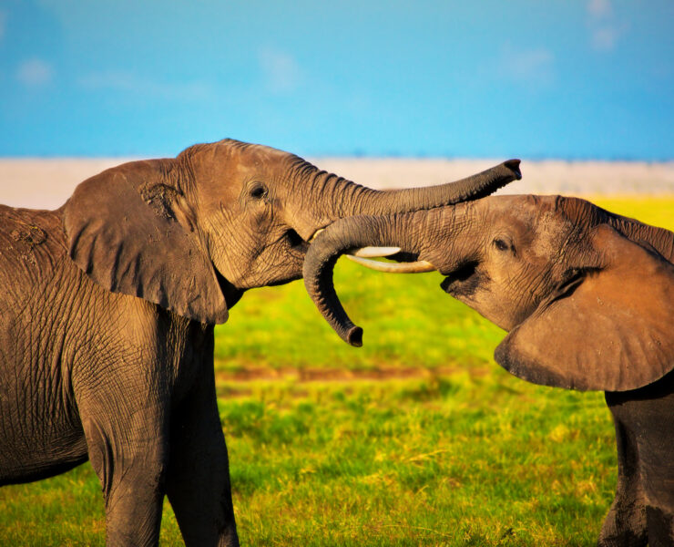 egy új kutatás szerint az elefántok is nevet adnak egymásnak