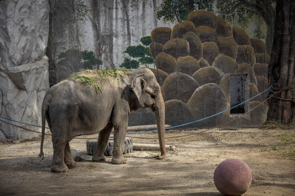 Meghalt Mali, a világ legszomorúbb elefántja, aki egész életét fogságban töltötte