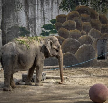 Meghalt Mali az elefánt, aki egész életét magányosan egy állatkertben töltötte