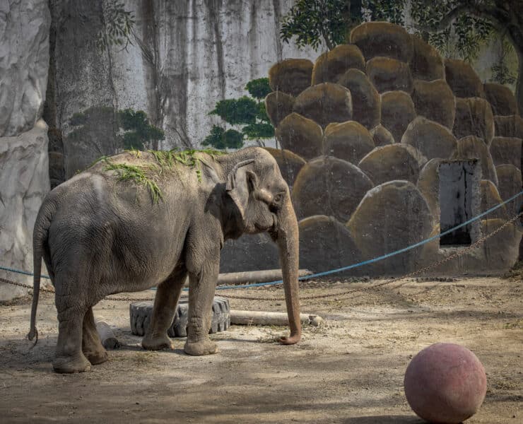 Meghalt Mali az elefánt, aki egész életét magányosan egy állatkertben töltötte