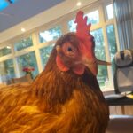 Így menekült meg Wonka, a különös csőrrel született csirke