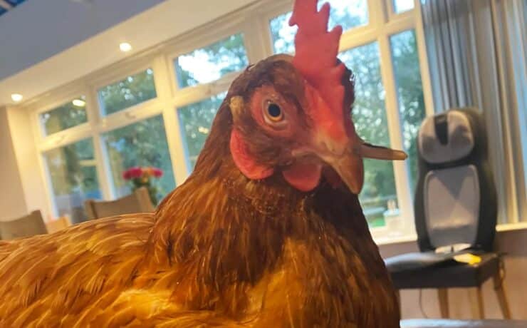 Így menekült meg Wonka, a különös csőrrel született csirke