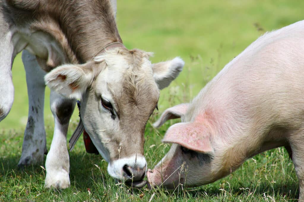 Állatjóléti címke kerül az arra érdemes élelmiszerekre Belgiumban