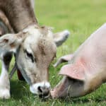 Állatjóléti címke kerül az arra érdemes élelmiszerekre Belgiumban