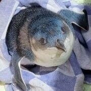 bébi kékpingvin akadályozta a forgalmat Új Zéland repterén