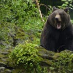 A klímaváltozás miatt megugrott a medvetámadások száma Japánban