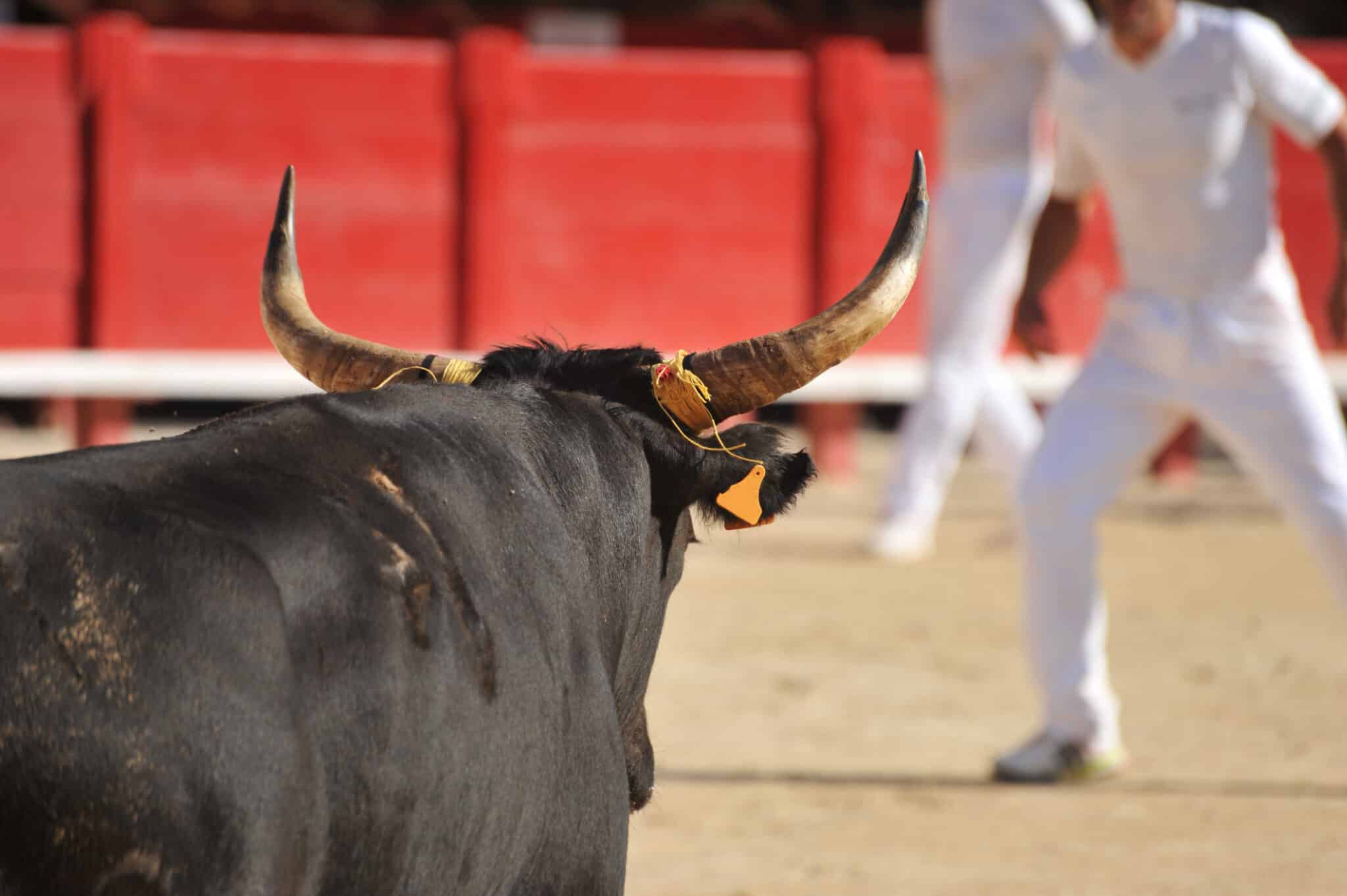 Mexikóvárosban feloldották a bikaviadalokra vonatkozó tiltást
