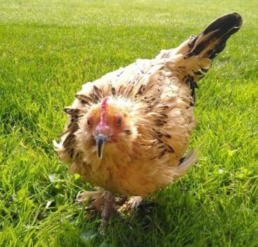 Meghalt Mogyi a világ legöregebb csirkéje, 21 éves volt