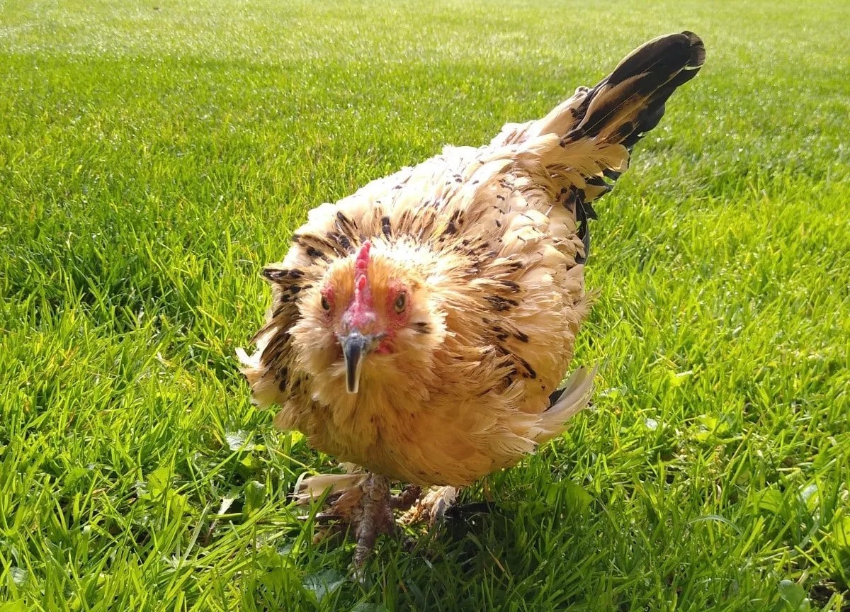 Meghalt Mogyi a világ legöregebb csirkéje, 21 éves volt