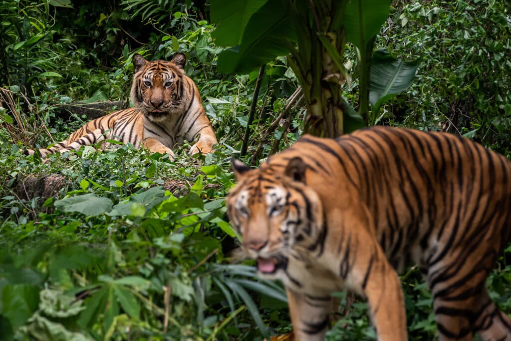 Állatvédelem: tavaly nőtt a tigrispopuláció