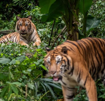 Thaiföldön tavaly nőtt a tigrisek száma.