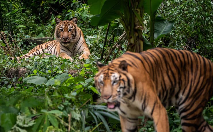 Állatvédelem: tavaly nőtt a tigrispopuláció