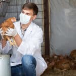 Öngyilkos gondolatokat kelthet az állatorvosokban az eutanázia