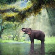 Banglades megmentené a befogott elefántokat
