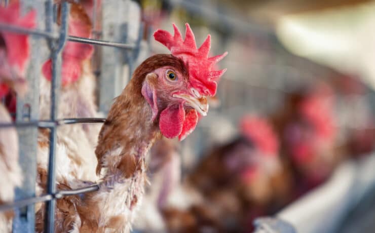 A madárinfluenza terjedéséért a fogyasztók is felelősek
