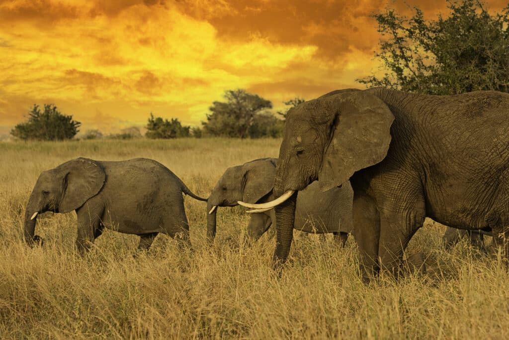 Emberek és elefántok konfliktusába torkollott a vadvédelmi projekt
