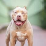 Florida törvénybe foglalná a veszélyesnek minősített kutyák elaltatását